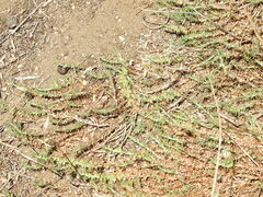 Cardionema ramosissimum