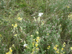 Silene latifolia alba