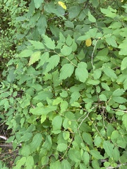 Spiraea chamaedryfolia