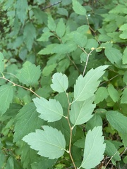 Spiraea chamaedryfolia
