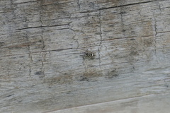 Salticus scenicus