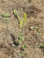 Solidago velutina