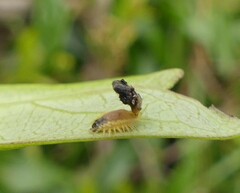 Austropsecadia chlorina