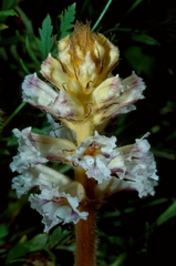 Orobanche crenata