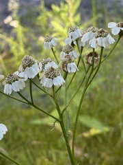 Achillea impatiens