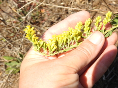 Solidago velutina