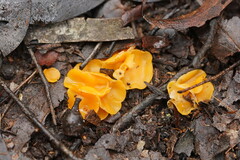 Phaeohelotium baileyanum