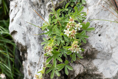 Potentilla caulescens
