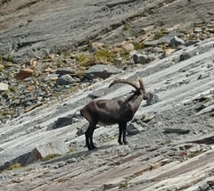 Capra ibex
