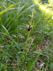 Ophrys insectifera