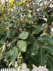 Cupaniopsis anacardioides