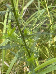 Achillea impatiens