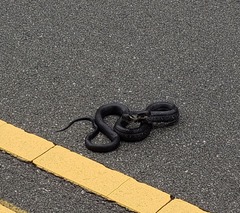 Pantherophis alleghaniensis