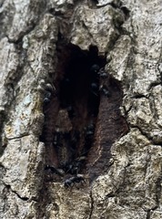 Formicidae