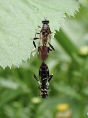 Exaireta spinigera