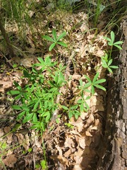 Potentilla alba