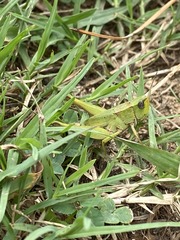 Dichromorpha viridis