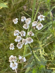 Achillea impatiens