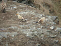 Neophron percnopterus