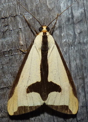 Haploa clymene