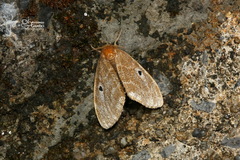 Lymantriinae