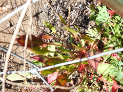 Rumex acetosella