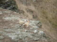 Neophron percnopterus