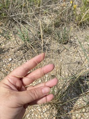 Poaceae
