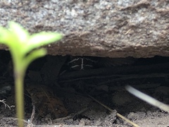 Crotalus willardi willardi