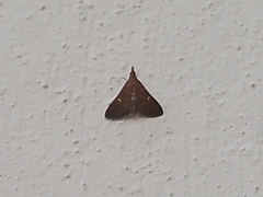 Dolicharthria punctalis