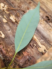 Quercus longinux
