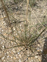 Poaceae