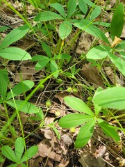 Potentilla alba