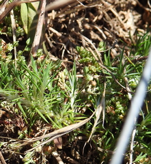 Cardionema ramosissimum