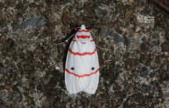 Cyana perornata