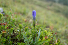 Gentianopsis ciliata