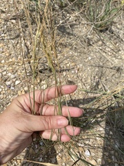 Poaceae