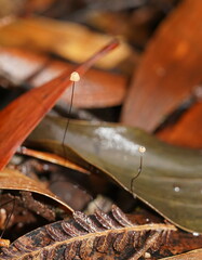 Marasmius crinis-equi