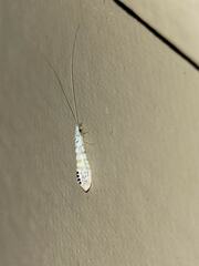 Nectopsyche exquisita