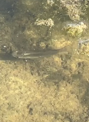 Fundulus