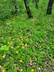 Hieracium sylvularum