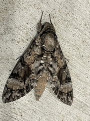 Agrius cingulata