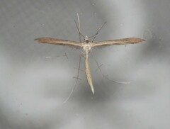 Stenoptilia zophodactylus
