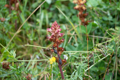 Orobanche gracilis