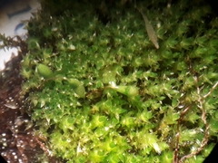 Bryum