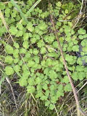 Thalictrum minus