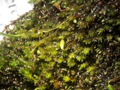 Bryum