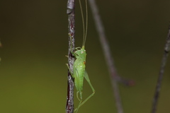 Meconema meridionale