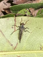 Neoitamus flavofemoratus
