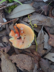 Amanita xanthocephala